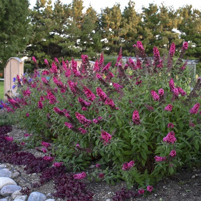 Prince Charming Butterfly Bush - Click Image to Close